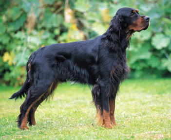 SETTER GORDON